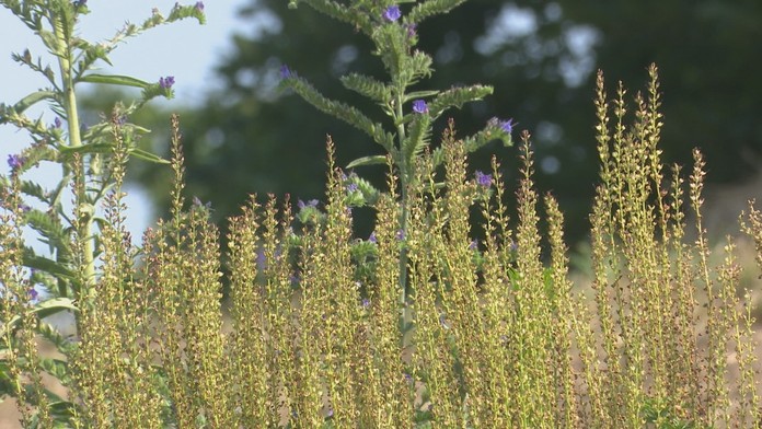 Tento rok sa mimoriadne darí bylinkám.