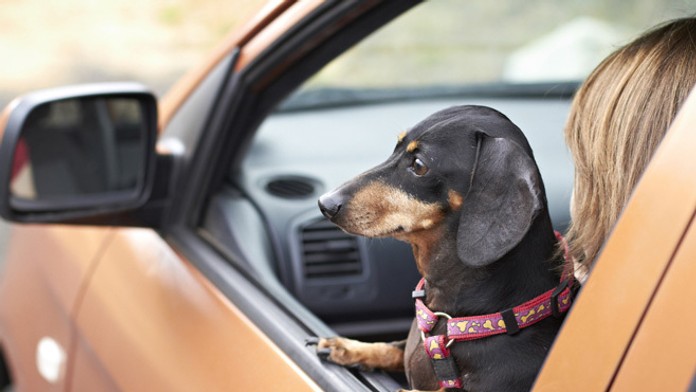 Pes v aute - ilustračná snímka