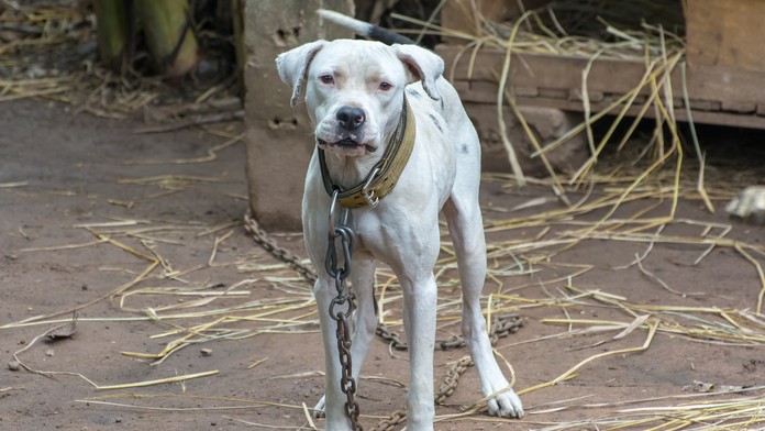 Miške pomáhajú príbuzní.