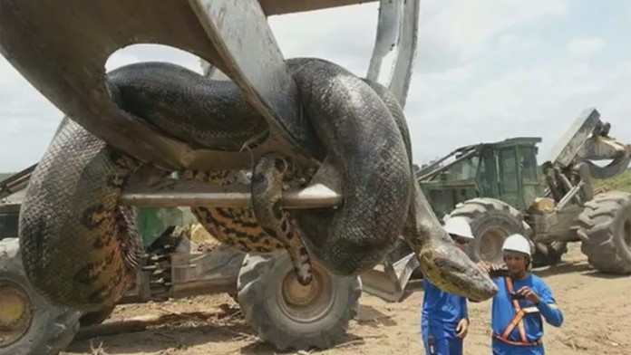 V Brazílii objavili obrovskú anakondu.