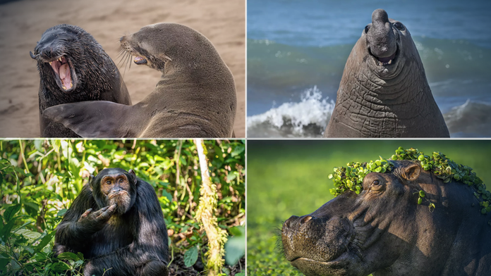 Výber zo snímok, ktoré sa dostali do finále súťaže.