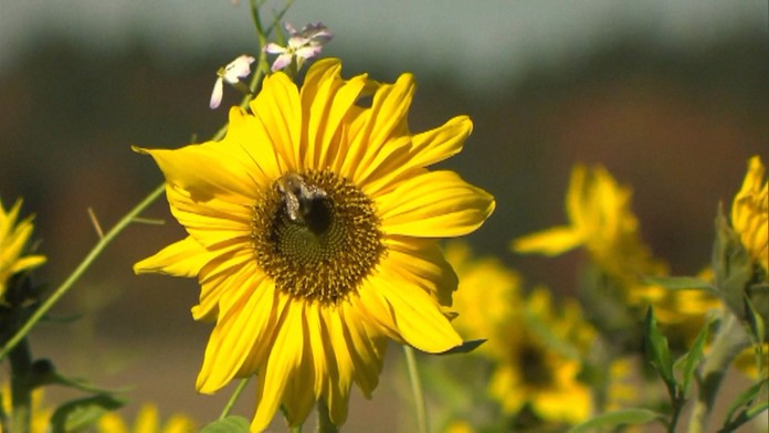 hojdan_stup_pre_PR_komplet.mp4