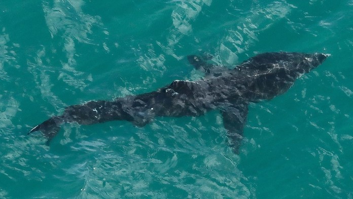 VIDEO: Pri pobreží Chorvátska sa objavil druhý najväčší žralok sveta. Bol dlhší ako rybárska loď