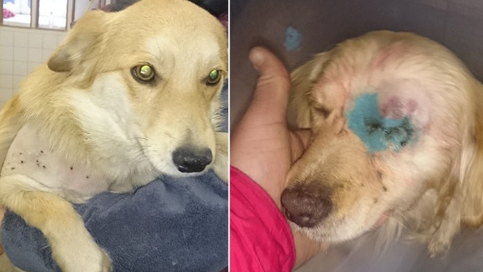 Divoká oslava v Cabaj-Čápore vyvrcholila krutým zmrzačením psíkov