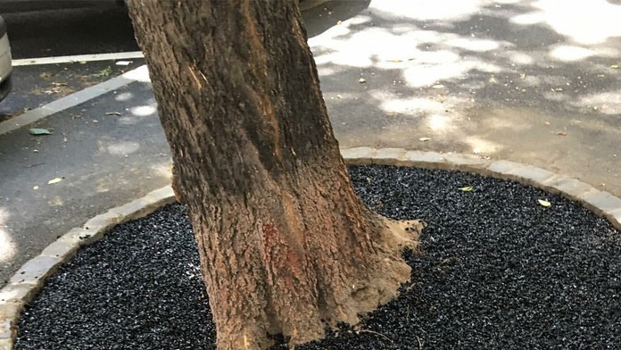 Stromy v centre Bratislavy.