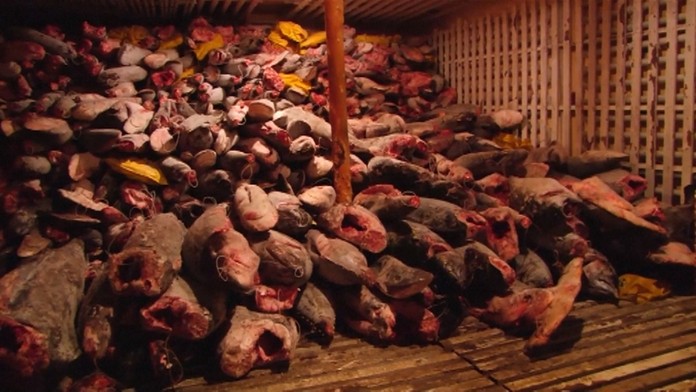 Mŕtve ryby na lodi. 