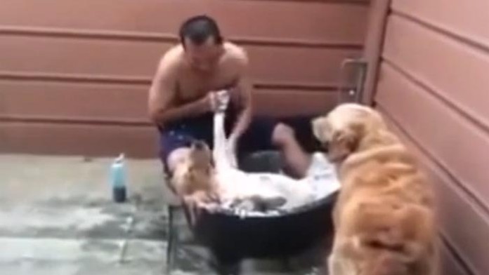 Tomuto sa hovorí psí život