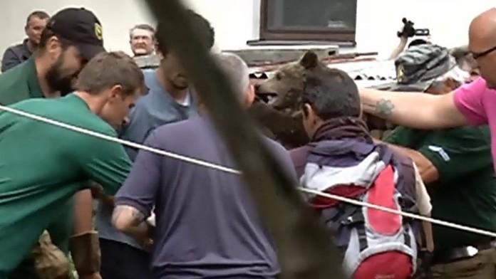 Zábery, ako medvedici Inge berú mláďatá, lámu srdce. Ochranári vysvetlili, prečo to urobili