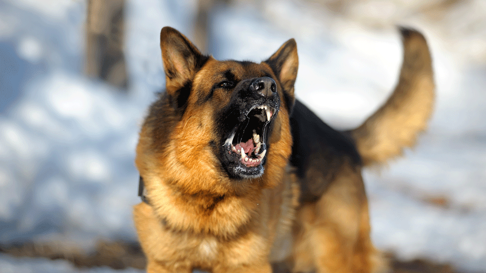 Dvojročný chlapec, ktorého na oslave narodenín dohrýzli psy, zraneniam podľahol