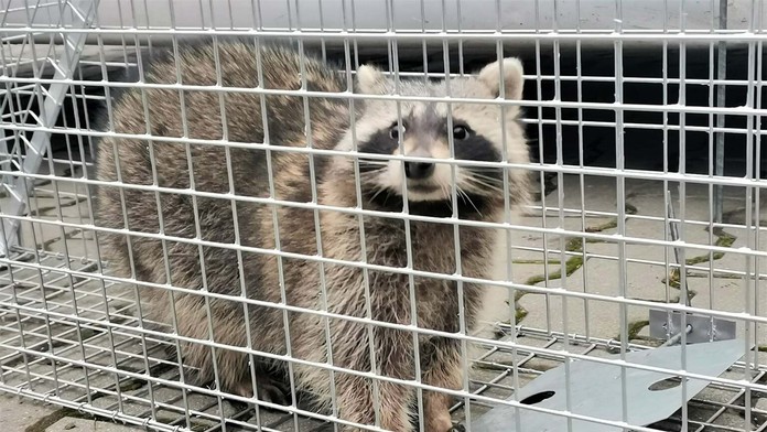 Medvedík čistotný, ktorého odchytili v Komárne.