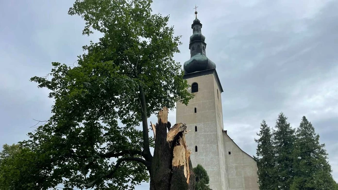 Veľká lipa mala 460 rokov.