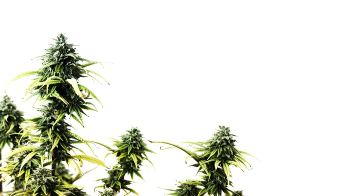 Marihuana