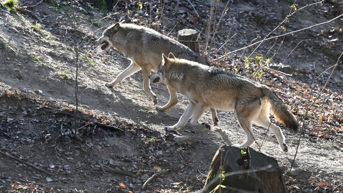 Agrorezort povolil odlov 74 vlkov v tejto poľovníckej sezóne. Priblížil aj kvóty pre jednotlivé kraje