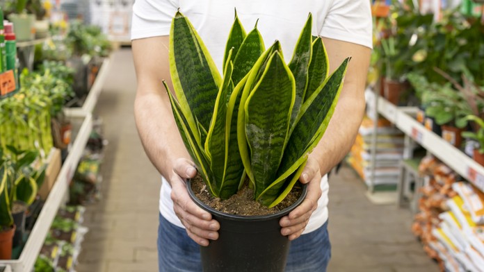Dracena. Ilustračná snímka. 