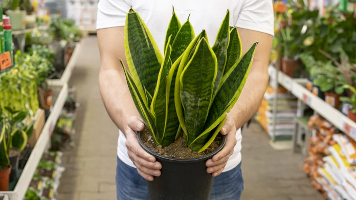 Dracena. Ilustračná snímka. 