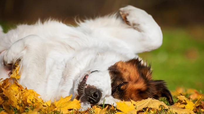 shutterstock_161311589.jpg