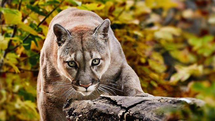 Slovenský tenista Filip Polášek.