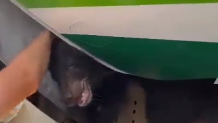 Medveď pobehuje v nákladnom priestore lietadla.