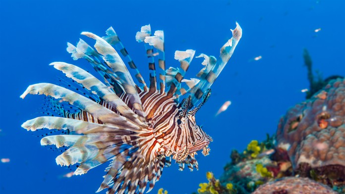 Invázia prudko jedovatých rýb v Stredozemnom mori. Pre človeka predstavujú potenciálne ohrozenie