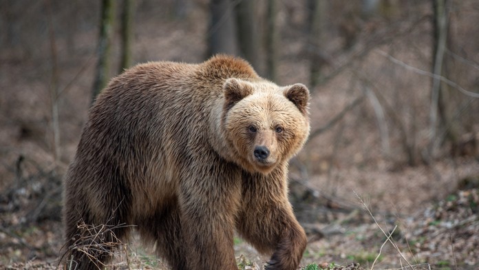 Polícia vyzýva obyvateľov Kľačna na opatrnosť. Medveď sa objavil na dvore rodinného domu