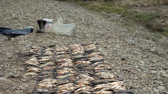 Mŕtve ryby v rieke Kysuca.