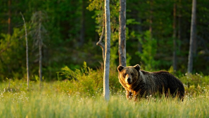 Medvedica pri Detve napadla pilčíka, nevyplašil ju ani hluk techniky. Smrteľný útok je otázkou času, boja sa lesníci