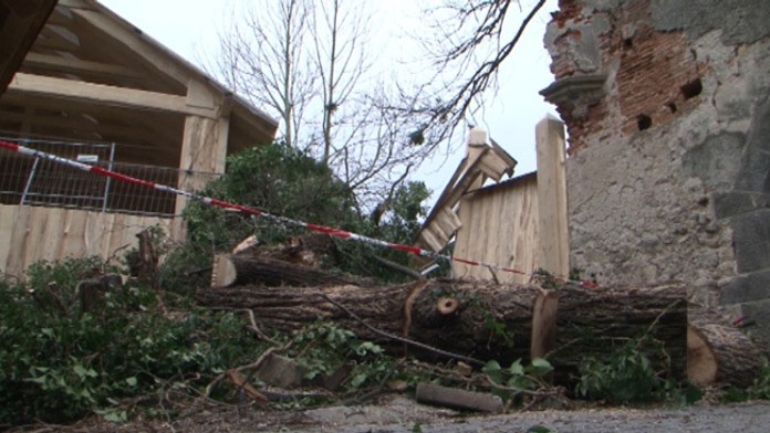 Spadnutá lipa v Bojniciach.