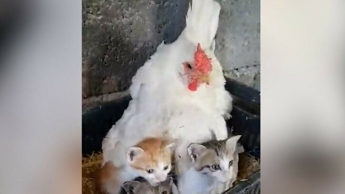 Sliepka sedí na mačiatkach