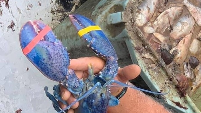 Nájdený modrý rak.