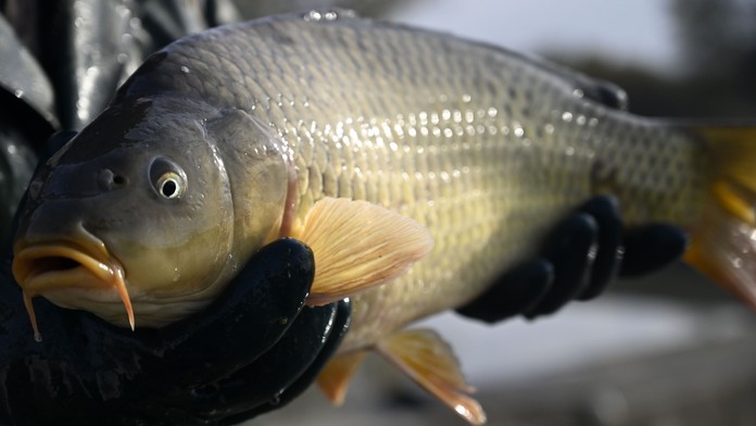 Predaj kaprov pred Vianocami