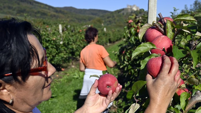 V Európe jeme „toxické ovocie“, tvrdia vedci. Odborníci radia, ktoré nakupovať