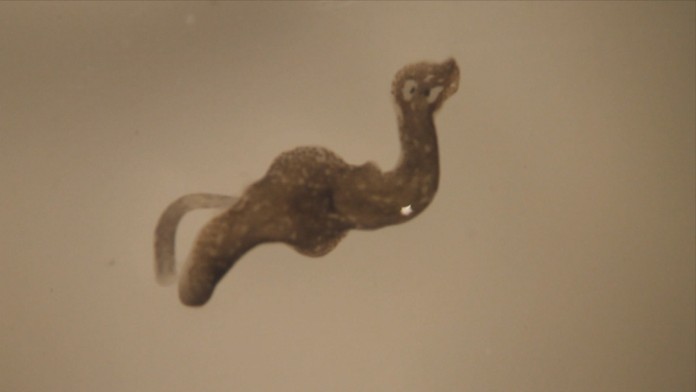 Farmárska oslava po spojení