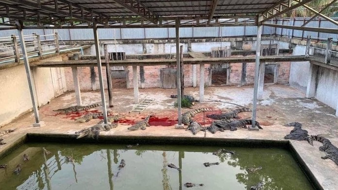 Krokodíly roztrhali muža vo výbehu. 