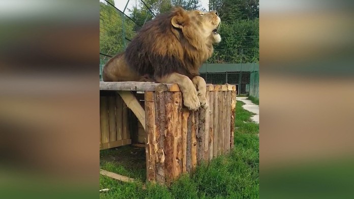 Lev v zoologickej záhrade