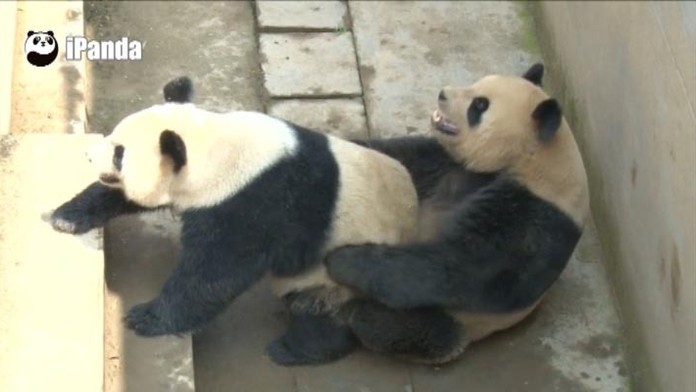 Panda, rekord v dĺžke sexu