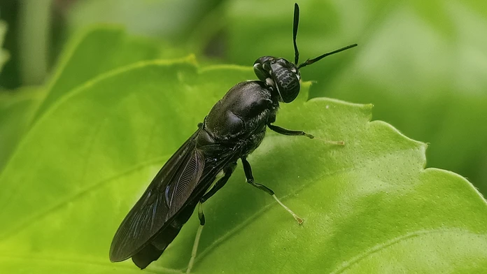 Biologicky rozložiteľný plast by sa mohol vyrábať z mŕtvych múch