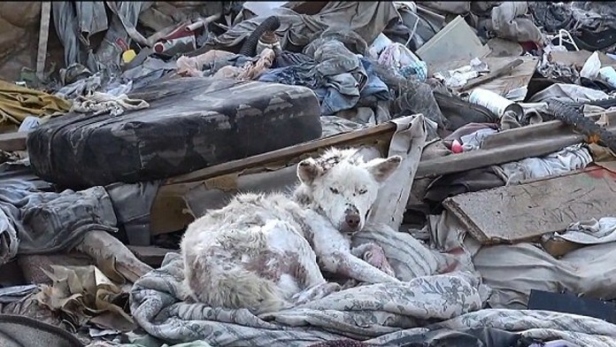 Miley žila na skládke bez jedla. 