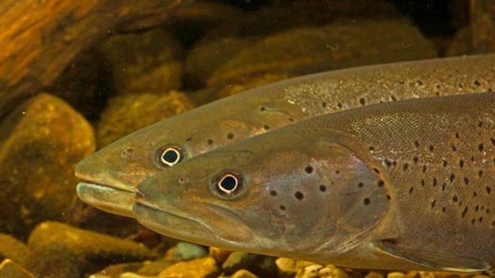 Skvelá správa z východu Slovenska: Rybári hlásia návrat kráľovnej našich riek