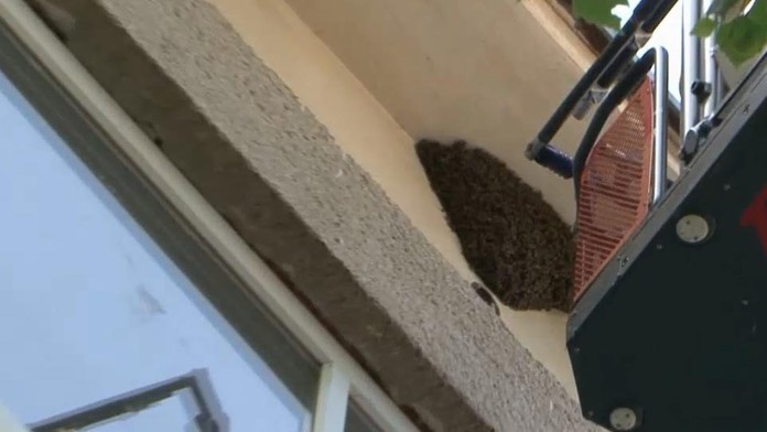 Včely pod strechou.