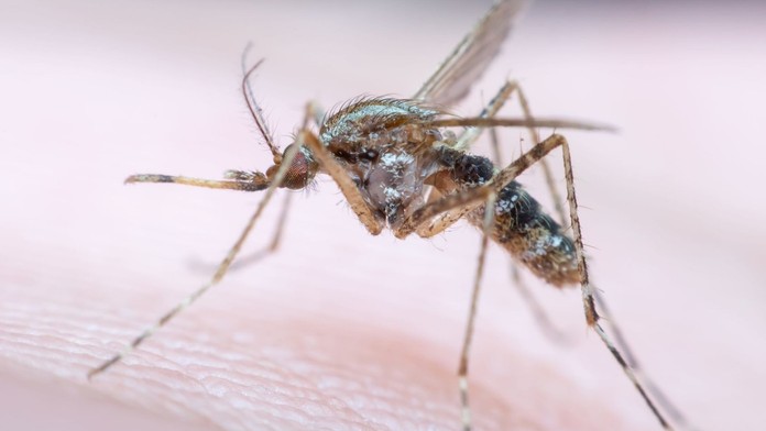 Určite vás to zaskočí. Vedci zistili, ktoré farby najviac priťahujú komáre