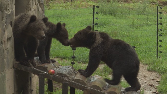 Keď ich našli, boli v zúboženom stave. Medvedie trojčatá našli nový domov v Košiciach