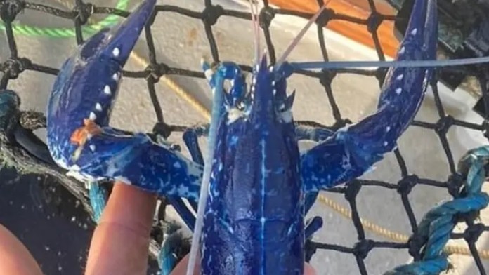 Chytený modrý rak.