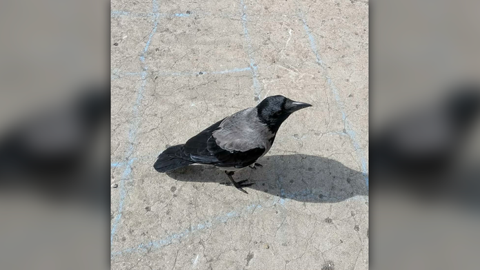 Ilustračná snímka