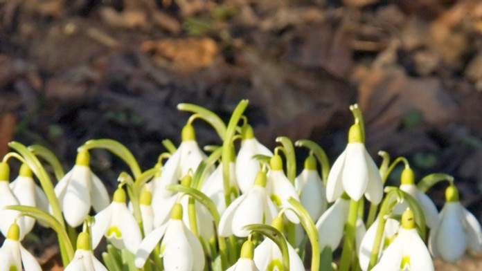 Snežienka a šafrán - ilustračná snímka