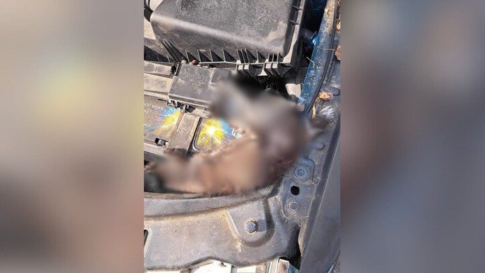 Mačiatko sa uvarilo pod kapotou auta