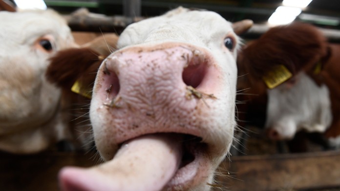 Na snímke krava na poľnohospodárskom družstve.