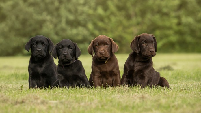 Česko šokuje obrovský podvod so šteňatami. Dvojici mužov naleteli stovky ľudí