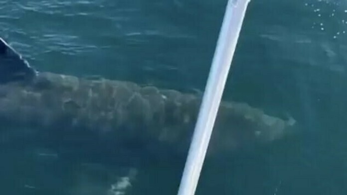 Mladíci skákali na žraloka obrovského