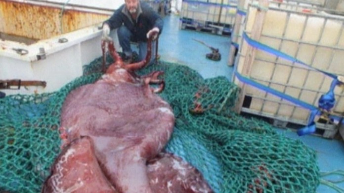 17 ZAHR Pitva kalmara IKONA.transferweb_jpg_bez_watermarku_1.jpg