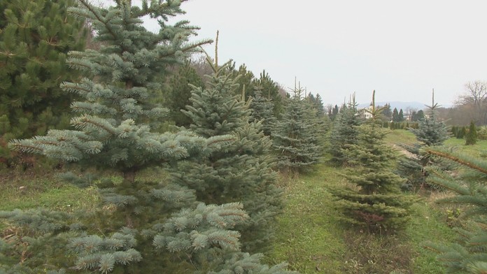 Karinka Qayumová ako malé dievčatko